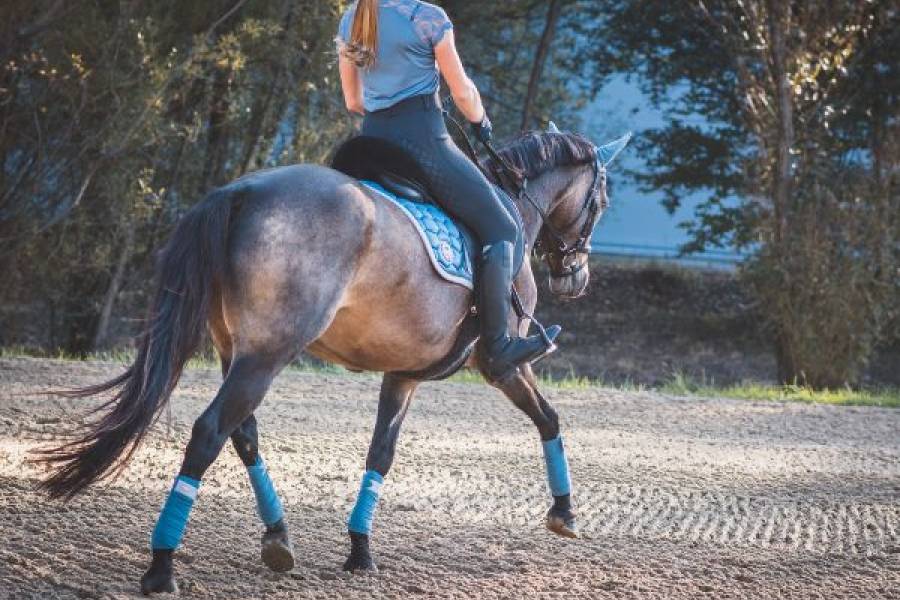 Jak poprawić swoją jazdę konną i zwiększyć zaufanie do konia?